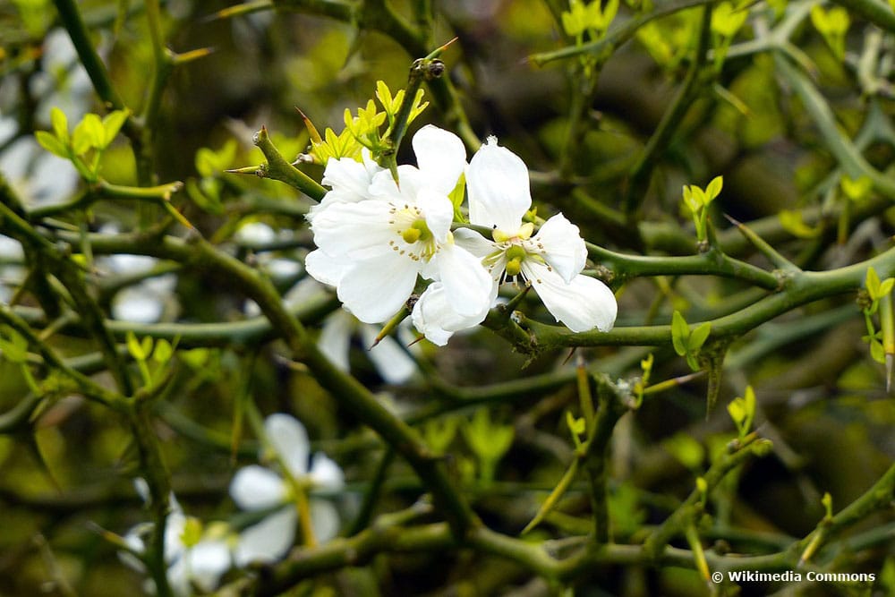 Arbusto con flores blancas: arbustos de flores blancas.