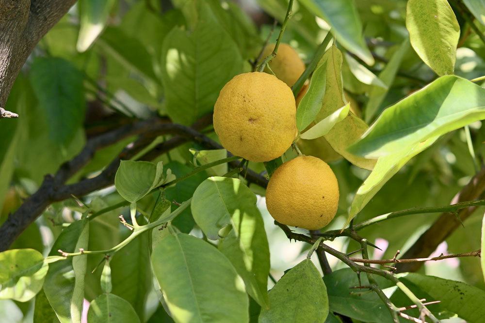 Las hojas del limonero se enrollan: ¿qué hacer? 4 posibles soluciones