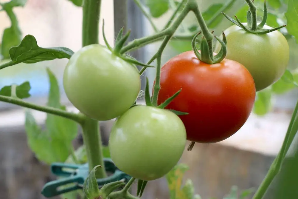 Sembrando tomates: El momento ideal + calendario lunar 2024