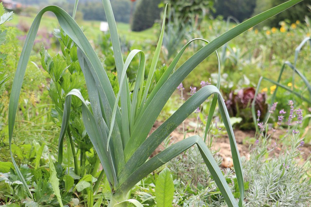 Levadura como fertilizante: a estas 17 plantas les encanta