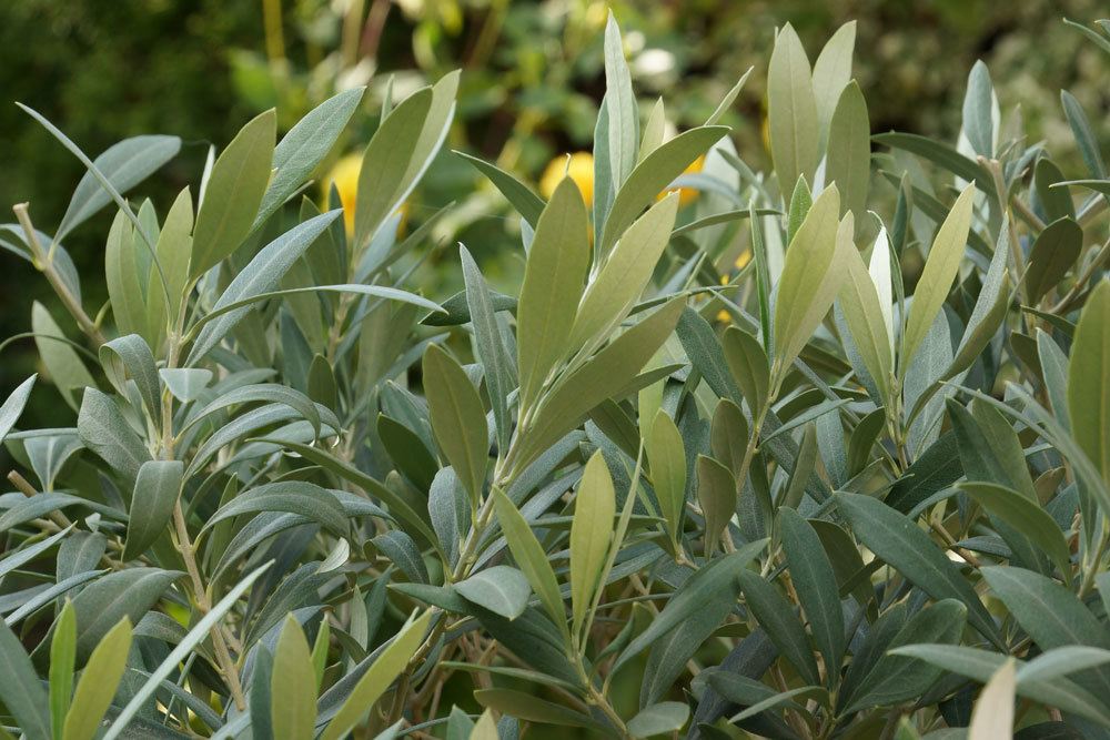 El olivo pierde hojas: causas y ayuda