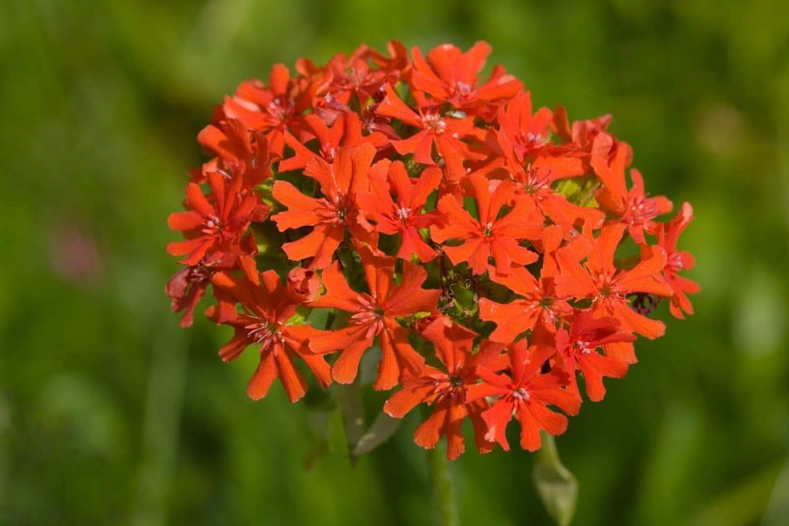 20 plantas nativas con flores rojas