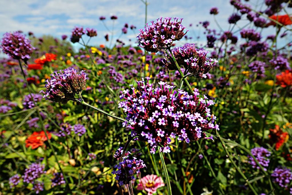 50 flores de pradera moradas locales con imagen