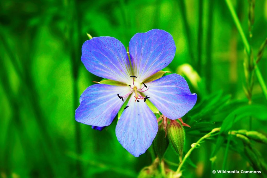 50 flores de pradera moradas locales con imagen