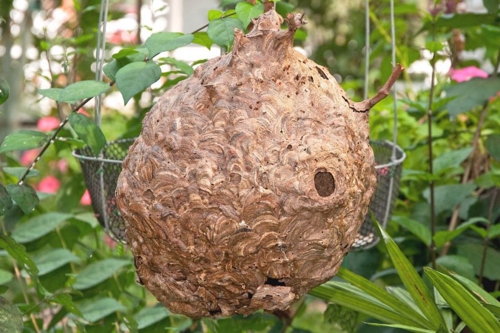 ¿Se puede evitar que los avispones construyan nidos?
