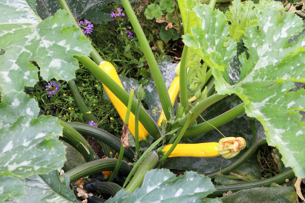 La planta de calabacín tiene hojas amarillas: ¿qué hacer?