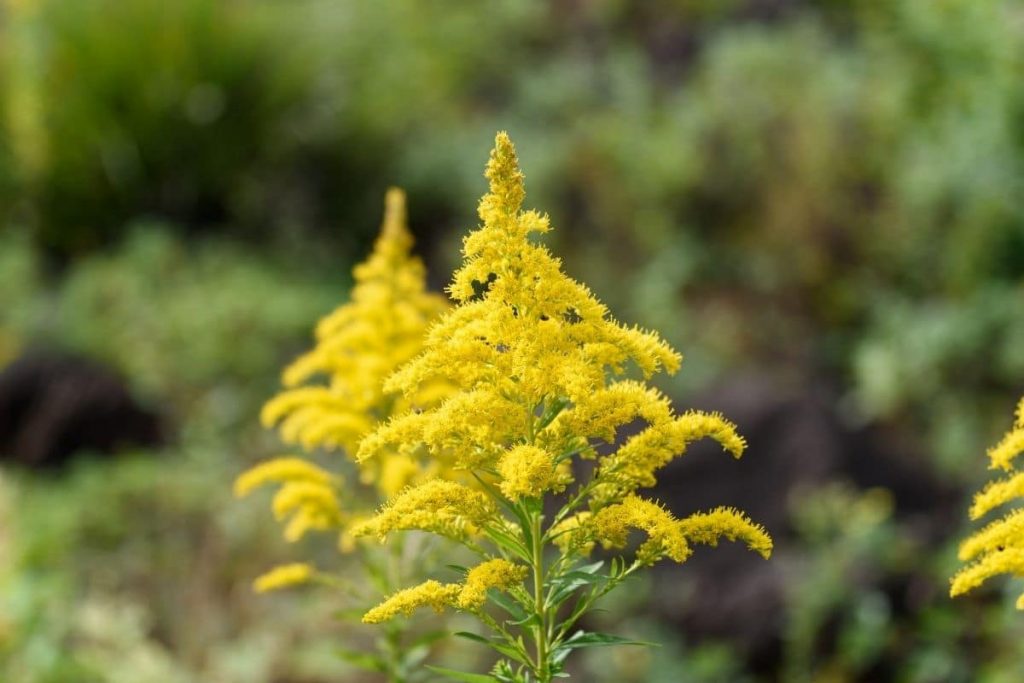 26 flores de pradera amarillas locales con imagen
