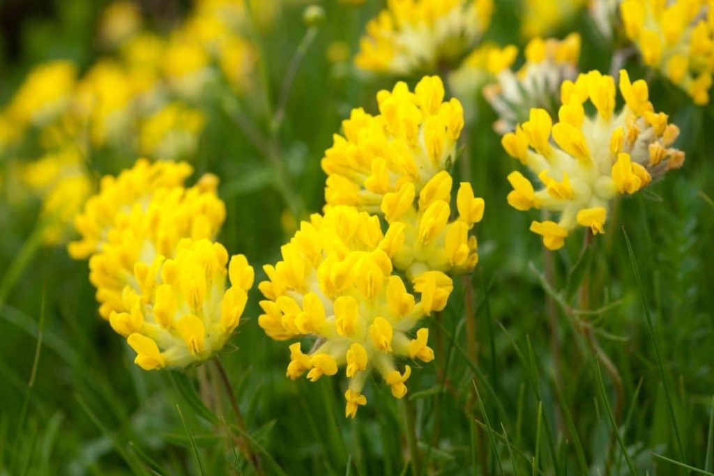 26 flores de pradera amarillas locales con imagen