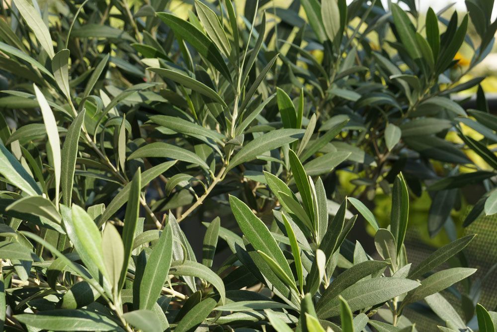 Plagas en el olivo: ¿qué hacer si hay piojos y depósitos blancos?