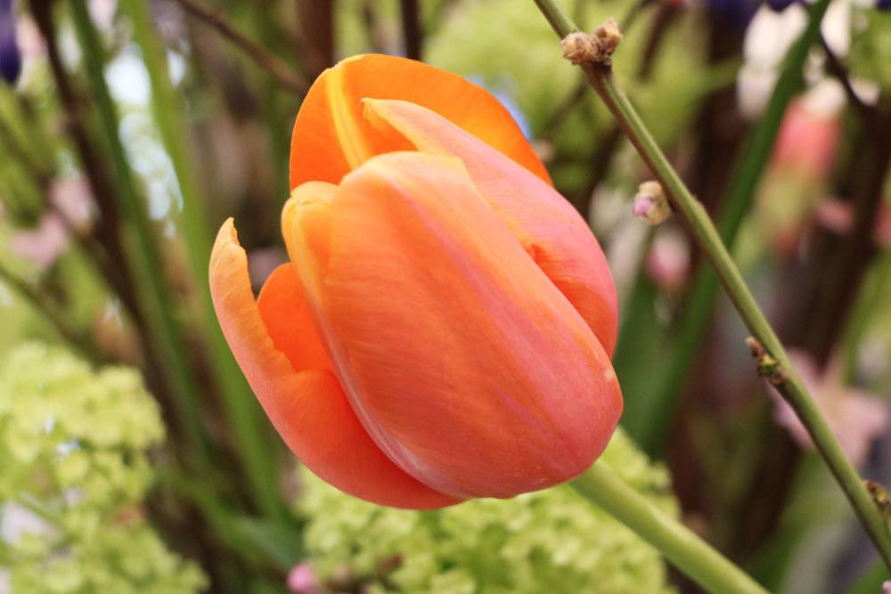 Después de la floración: ¿se pueden cortar los tulipanes gastados?