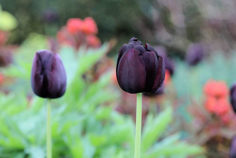 Tulipanes en el lenguaje de las flores: significado de cada color