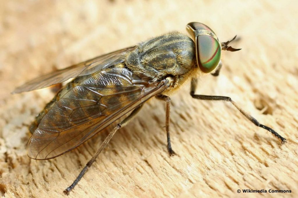 ¿Pueden las moscas picar o picar? Sí, estas 10 especies.