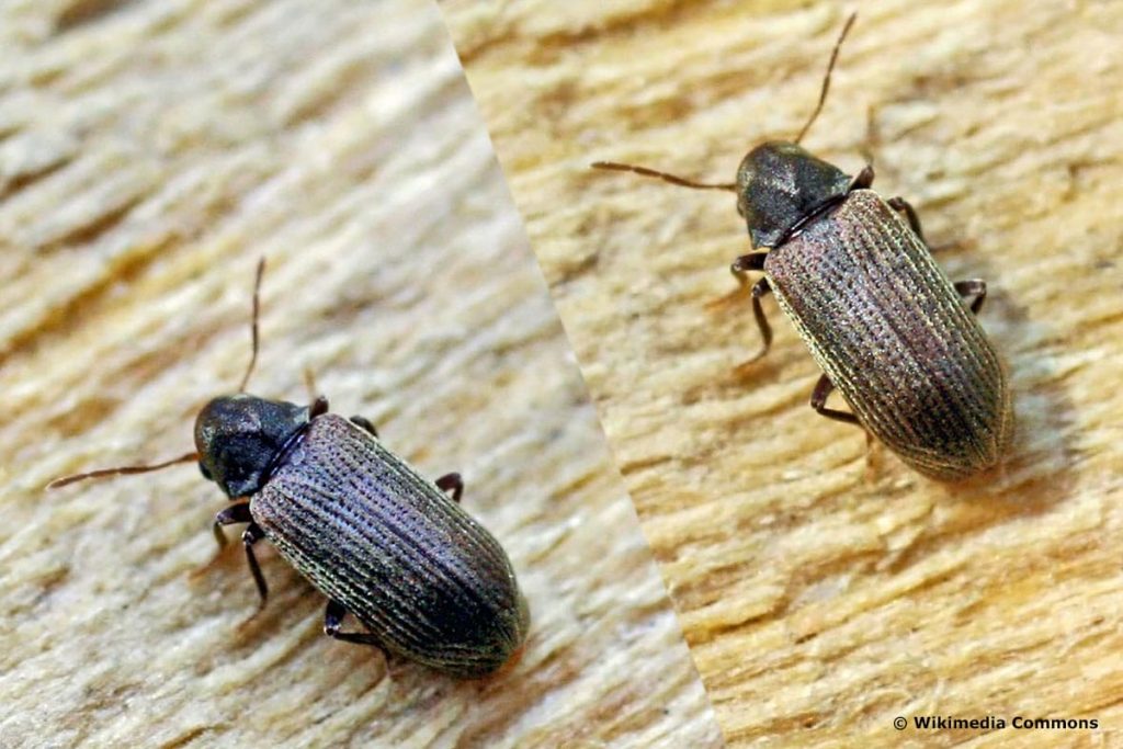 Escarabajos con antenas largas en el apartamento: ¿qué hacer?