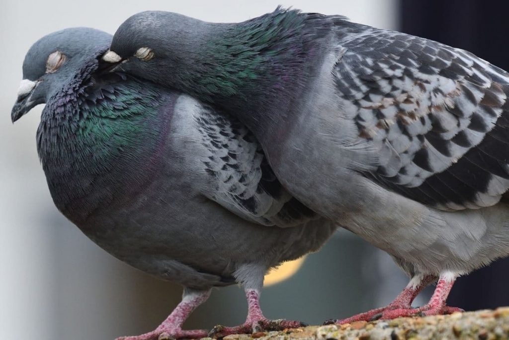 Temporada de cría de palomas: ¿cuánto tiempo y con qué frecuencia se reproducen?