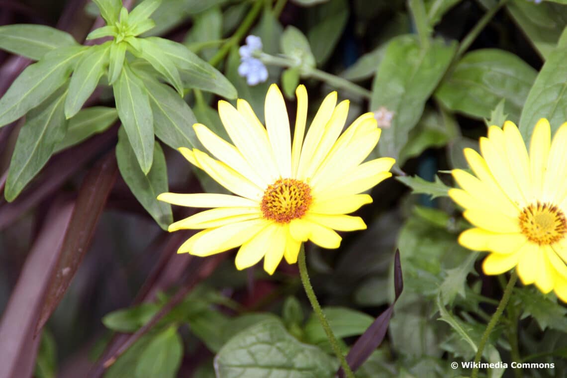 30 flores amarillas de primavera: imagen con nombre