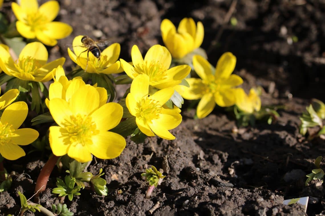 30 flores amarillas de primavera: imagen con nombre