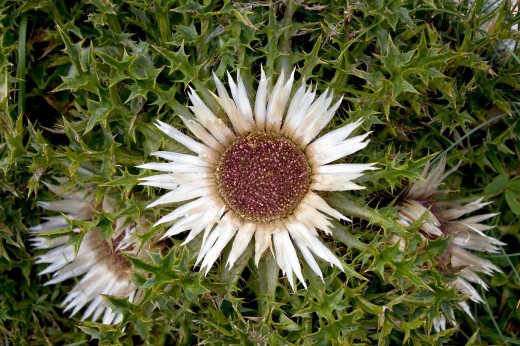 23 flores nativas de prado blanco con imagen