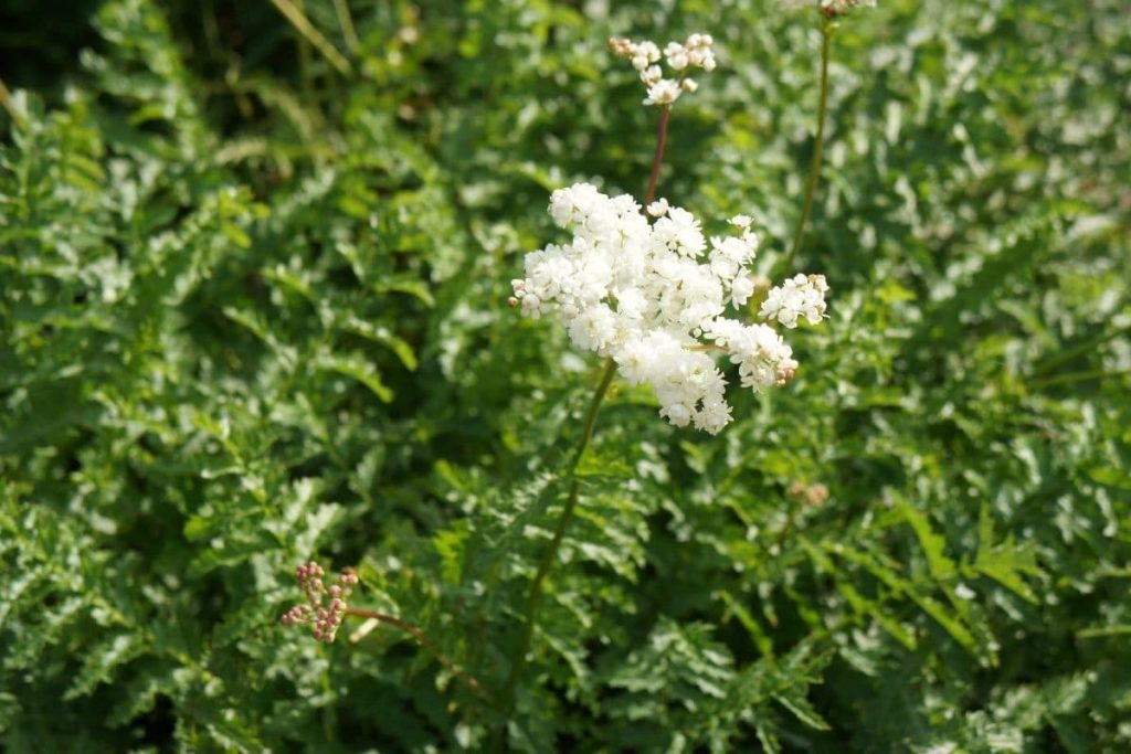 23 flores nativas de prado blanco con imagen