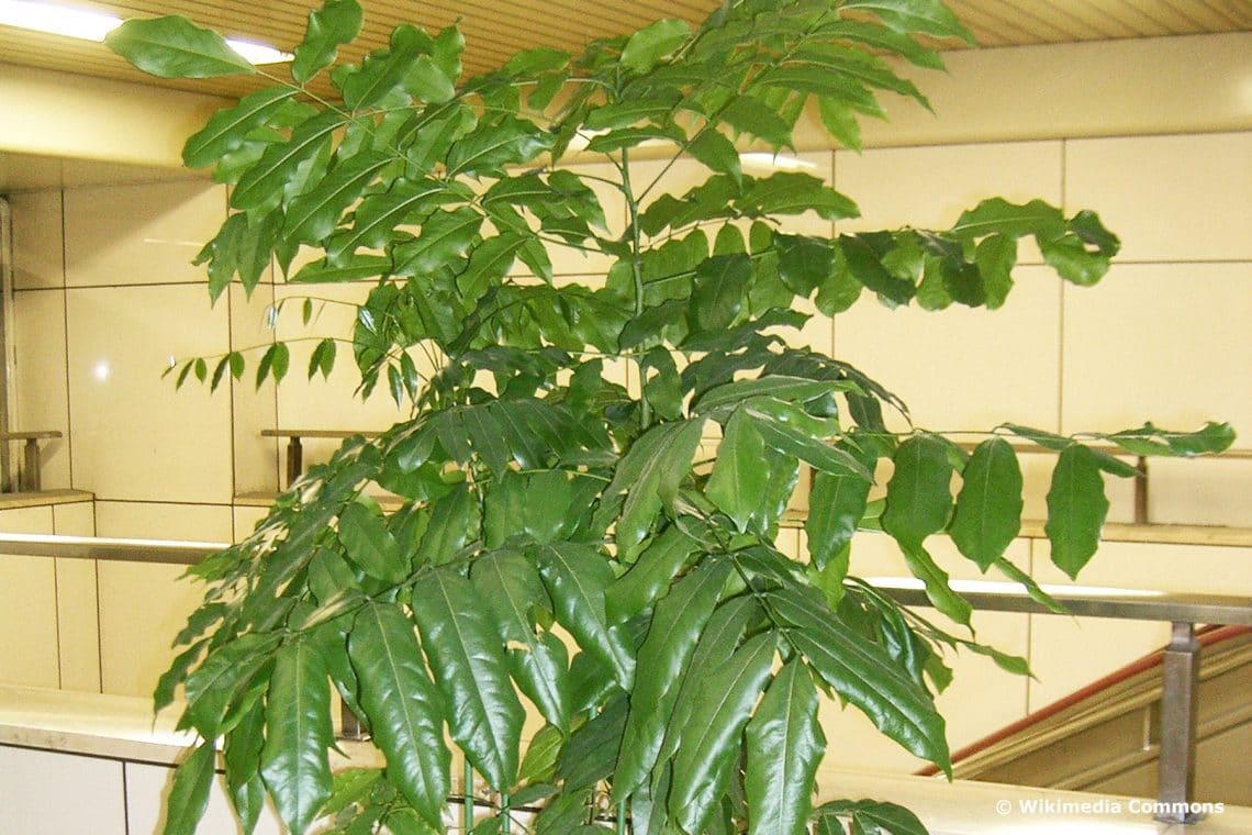 Árbol como planta de interior: 17 árboles para interior