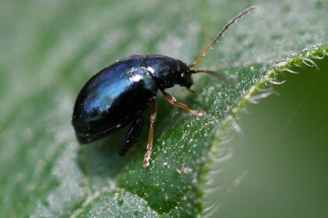 21 escarabajos azules nativos