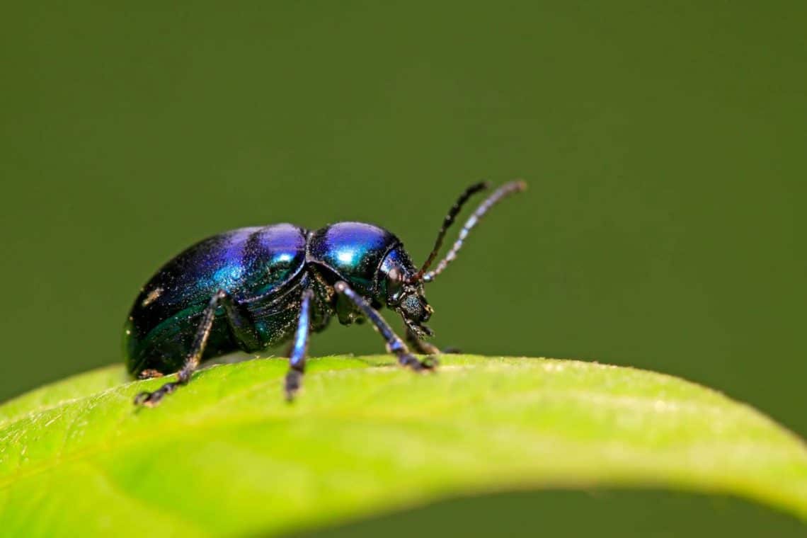 21 escarabajos azules nativos