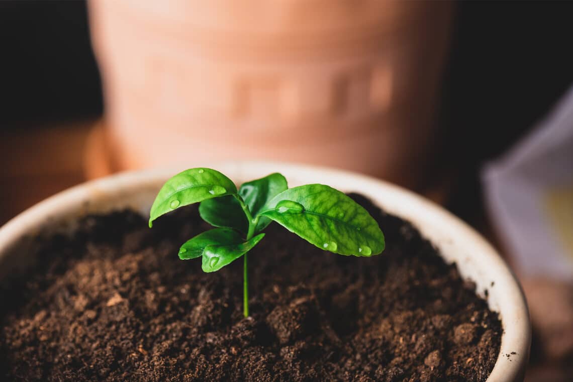 Plantar semillas de mandarina: cultivar un árbol de mandarina