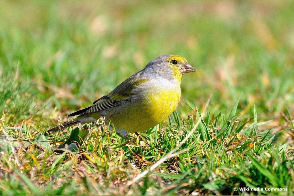 Aves de cabeza amarilla: 15 especies nativas