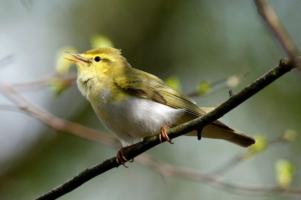 Aves de cabeza amarilla: 15 especies nativas