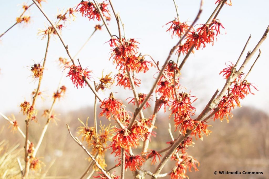 20 arbustos con flores rojas: lista de AZ