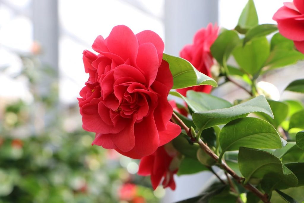20 arbustos con flores rojas: lista de AZ