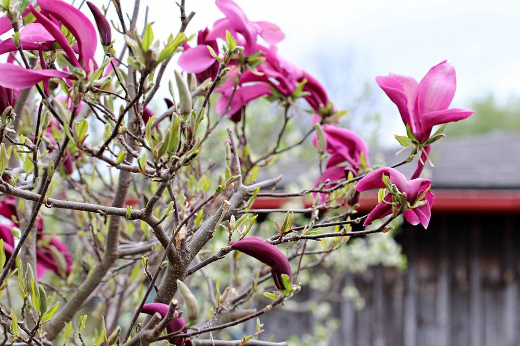 17 arbustos con flores rosadas: lista de AZ
