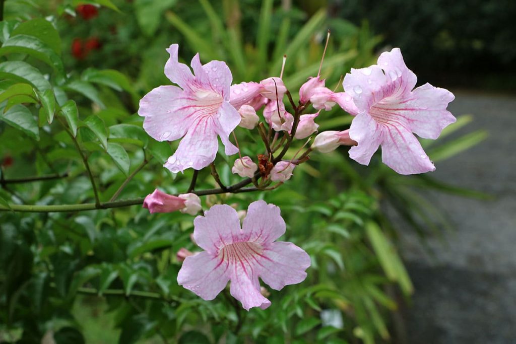 17 arbustos con flores rosadas: lista de AZ