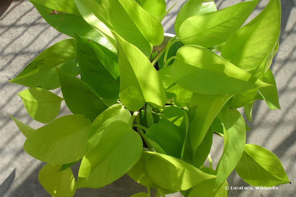 La planta de hiedra adquiere hojas amarillas: ¿qué hacer? | las hojas se caen