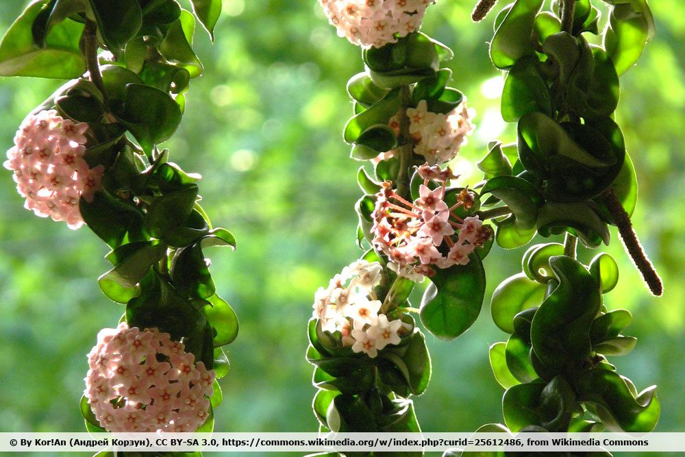 Tipos de suculentas: Lista de AZ | Variedades colgantes y en flor.
