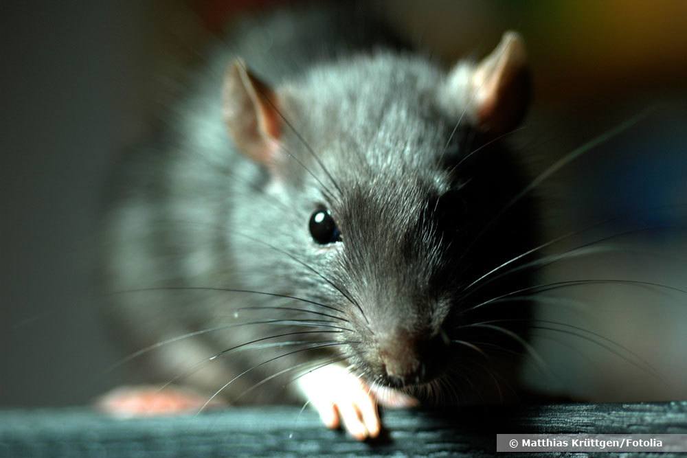 ¿Qué les gusta comer más a las ratas? Estos 7 cebos para ratas atraen a las ratas