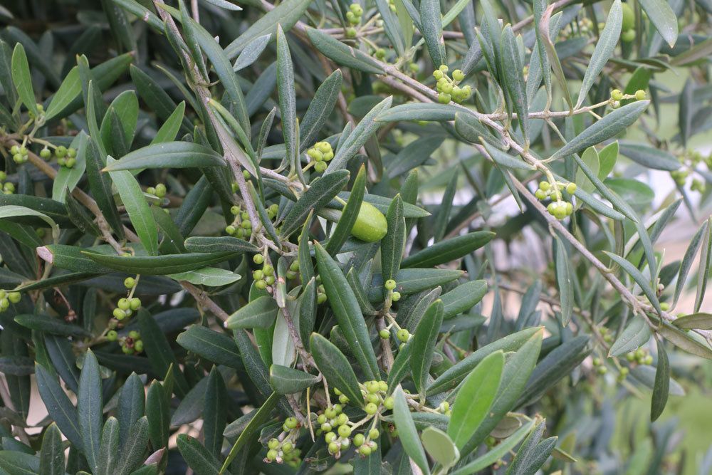 Pasar el invierno un olivo en tu apartamento: así es como funciona