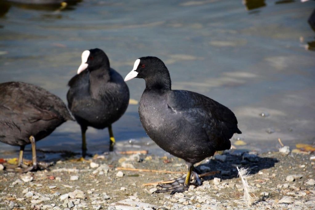 Aves de cabeza negra: 16 especies autóctonas
