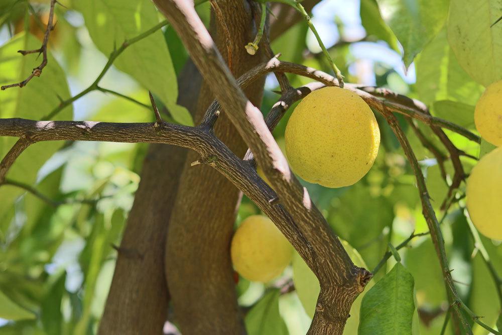 Combatir las cochinillas del limonero: estos remedios caseros ayudan