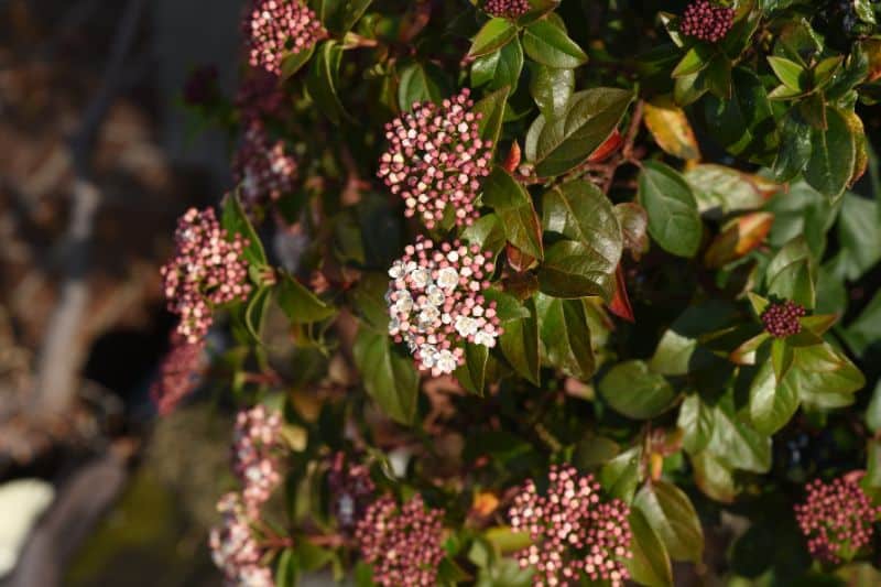 20 arbustos florecientes y resistentes para lugares soleados