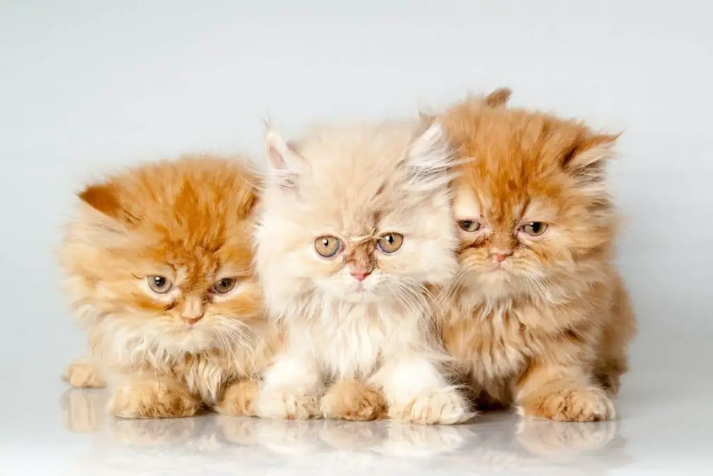 188 nombres de gatos populares para parejas y hermanos