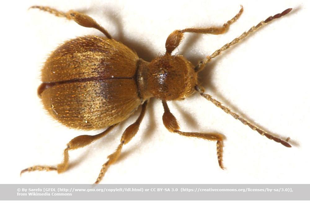 Pequeños escarabajos marrones en el baño: ¿qué animal es? ¿Qué hacer?