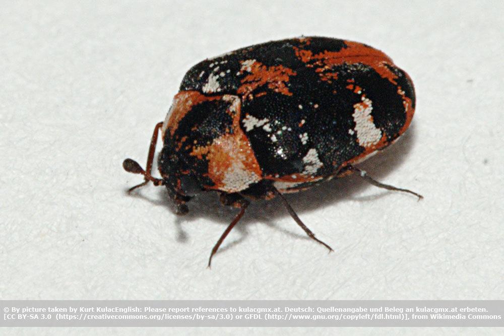 Pequeños escarabajos marrones en el baño: ¿qué animal es? ¿Qué hacer?