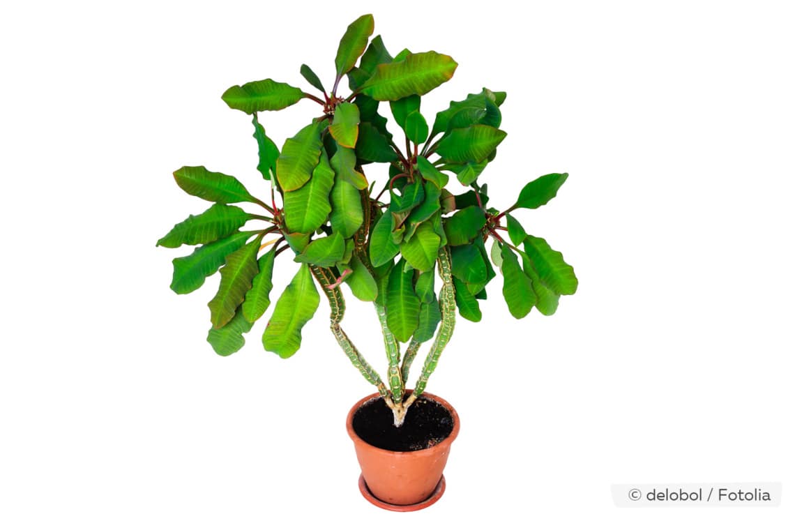 Palma escupida, Euphorbia leuconeura: cuidados de AZ | ¿Es venenoso?