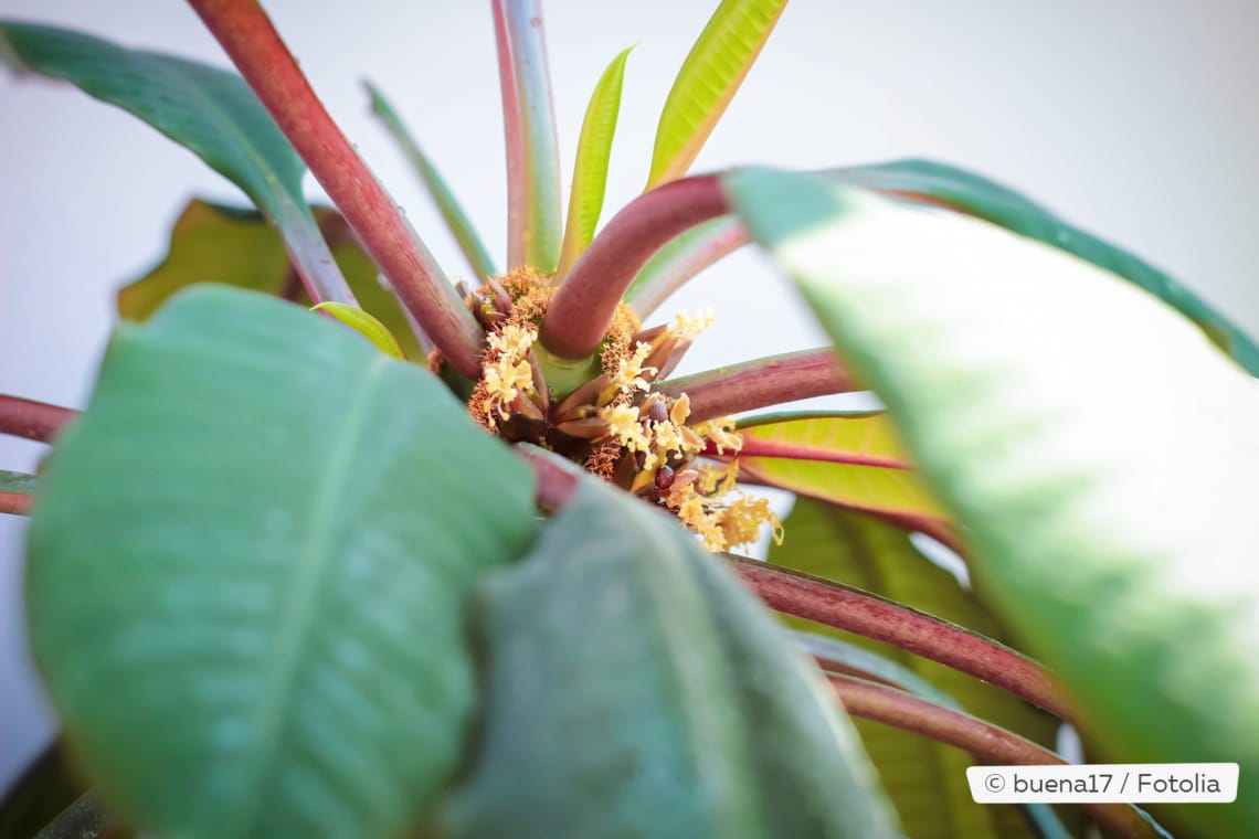 Palma escupida, Euphorbia leuconeura: cuidados de AZ | ¿Es venenoso?