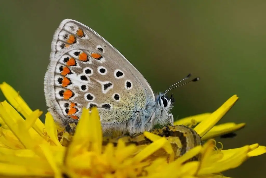 Identificar orugas de mariposas: 25 especies de orugas