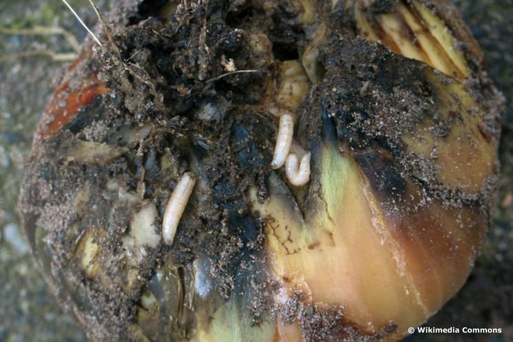 Plantar y cuidar cebollas en germinación.