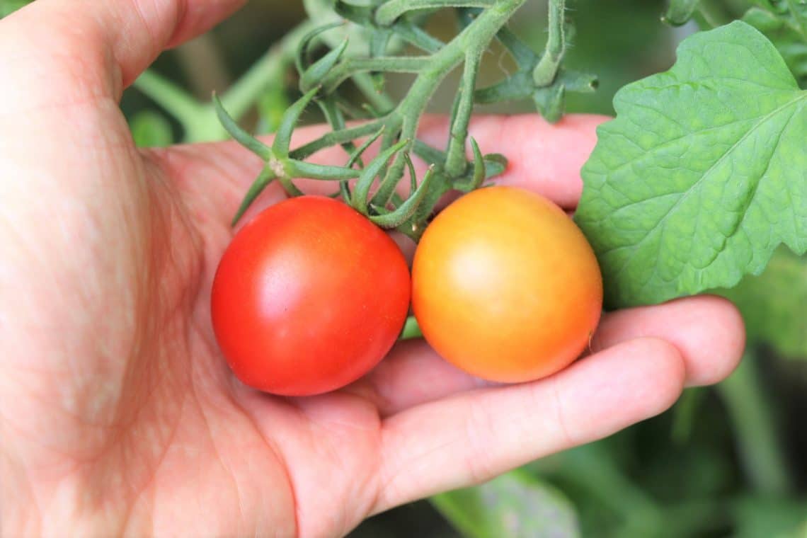 Fertilizar tomates con levadura en polvo/bicarbonato de sodio: 3 razones