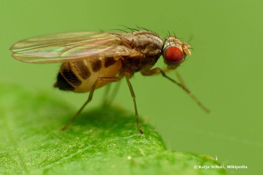 Deshazte de las pequeñas moscas del apartamento: 11 remedios caseros eficaces