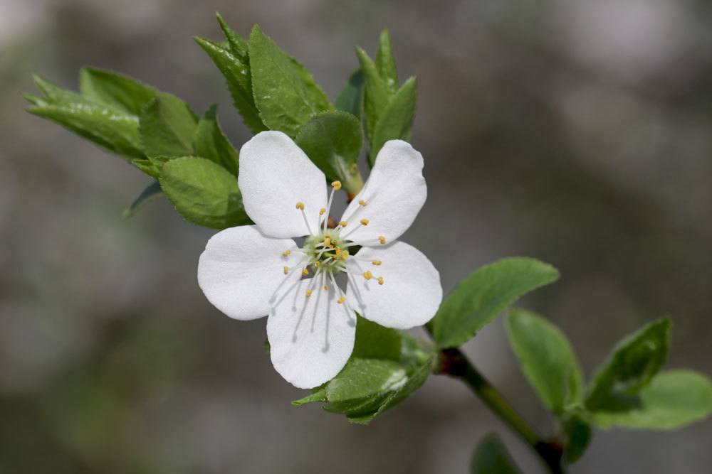 Árbol con flores blancas: 18 árboles de flores blancas