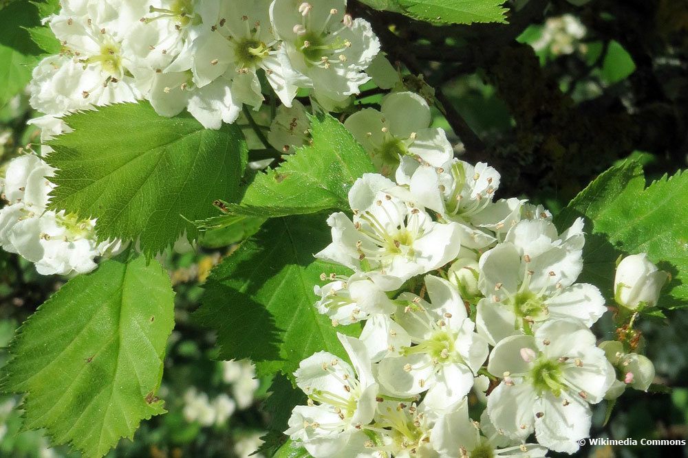 Árbol con flores blancas: 18 árboles de flores blancas